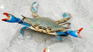 blue-crab-378-640x360